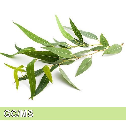 Eucalyptus-尤加利(藍桉)